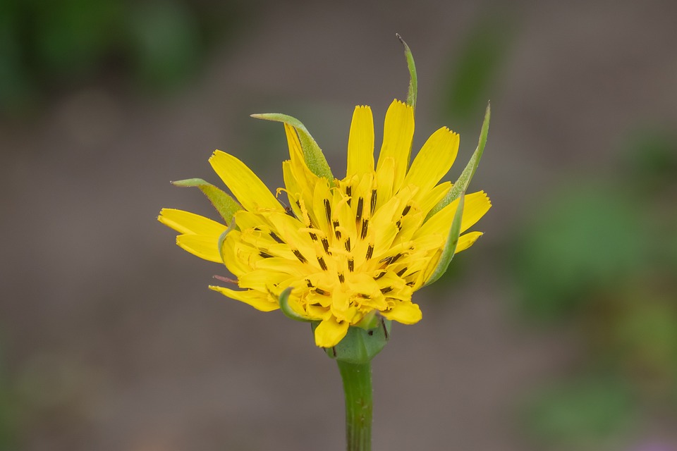 Eetbare inheemse kruidenplanten | assortiment kwekerij